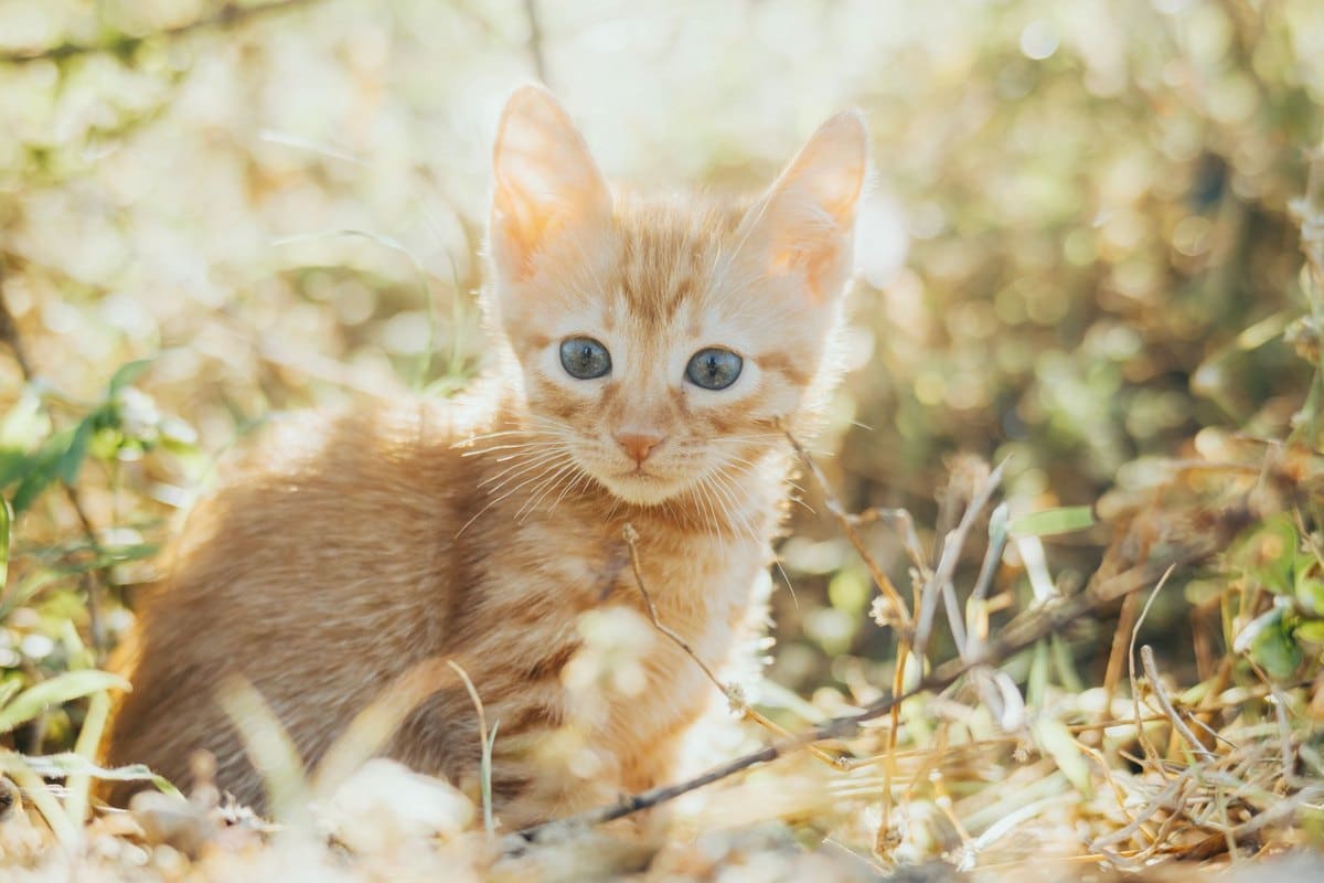 Katzenklo Ratgeber – go4vet