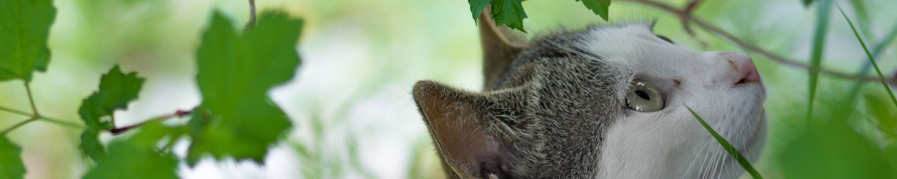 Katzenklo Ratgeber