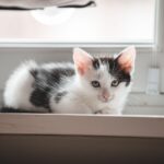 Katzenklo reinigen