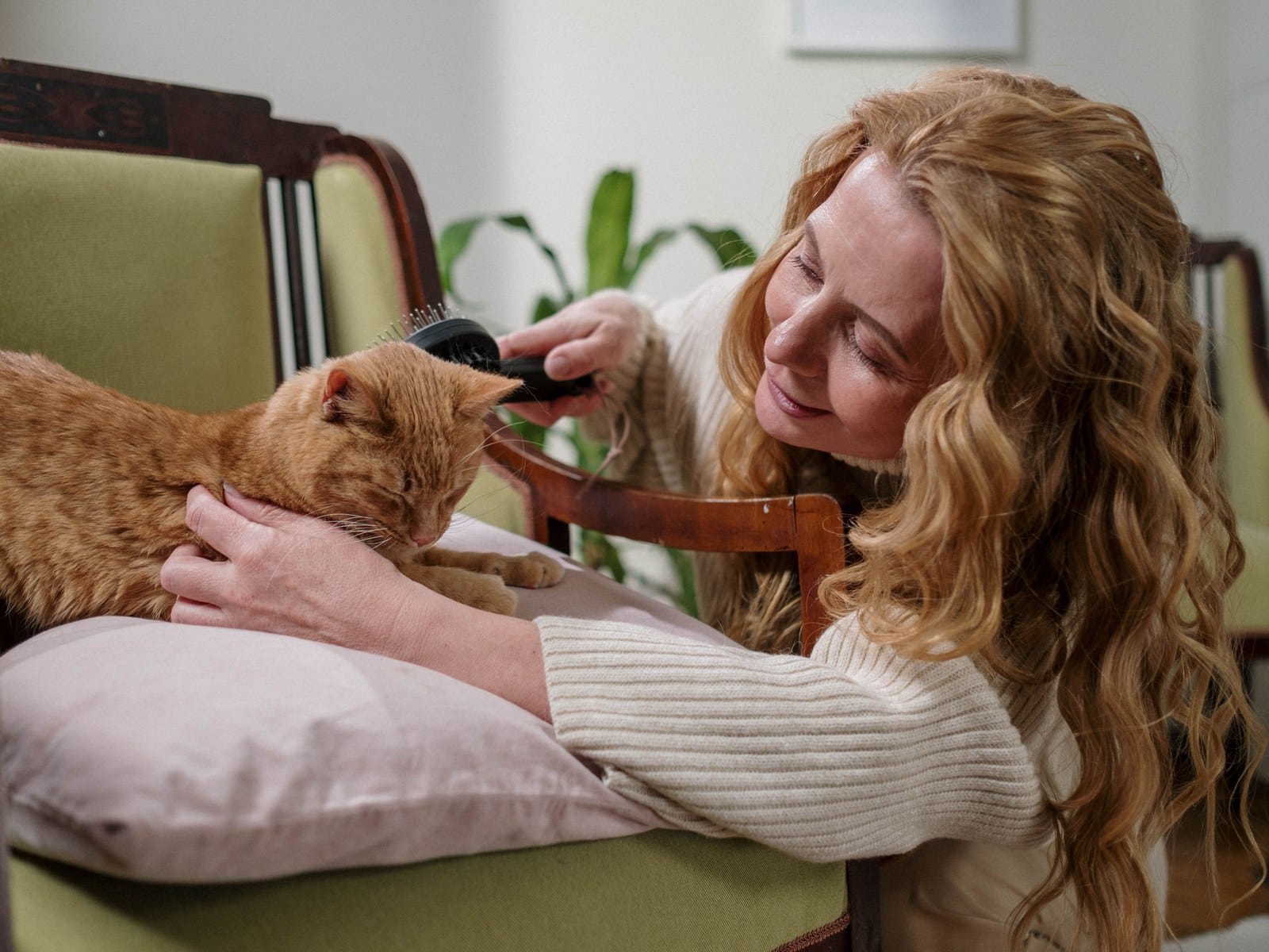 Katzenkrankenversicherung 2026: Tarife, Leistungen und Kosten im DACH-Vergleich