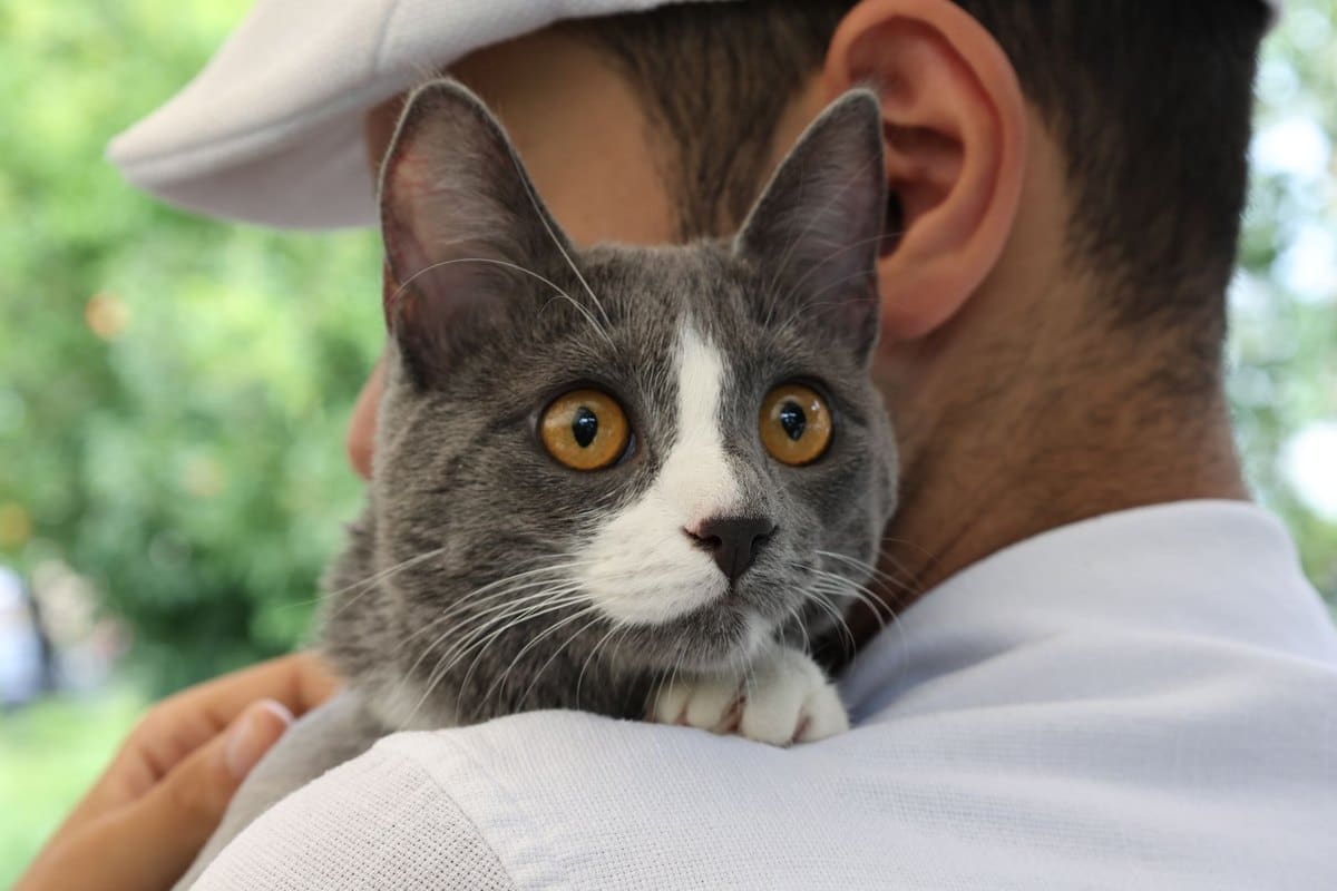 Katzenkrankenversicherung: Ratgeber, Tarife, Kosten – go4vet