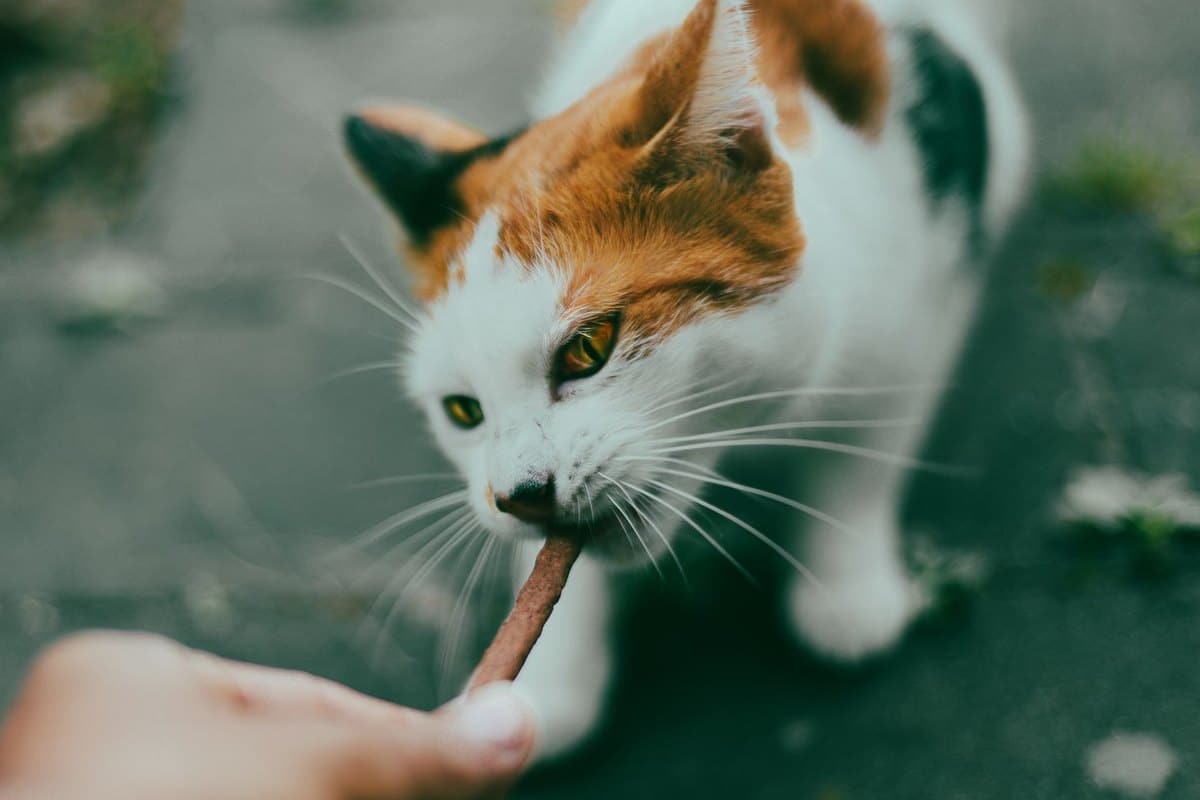 Katzenleckerlies: Snacks mit Maß – go4vet