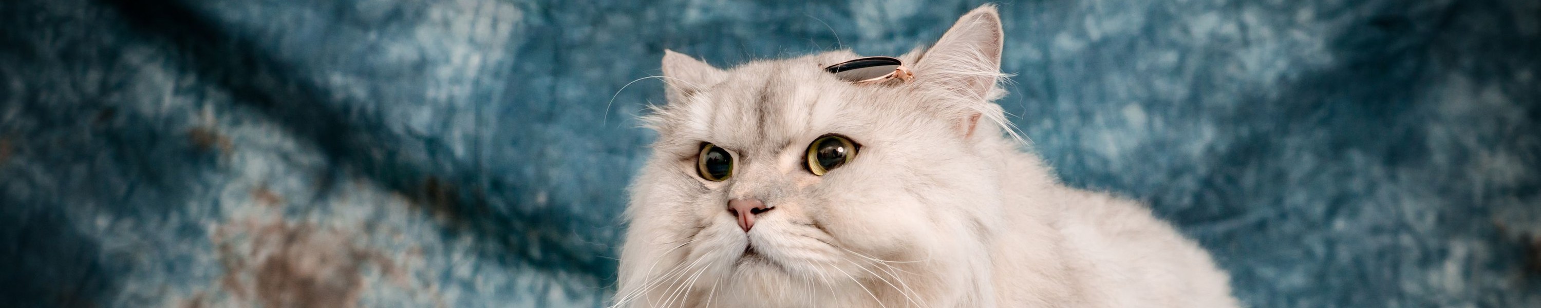 Die besten Katzenrassen für die Wohnungshaltung