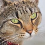 Katzenschnupfen