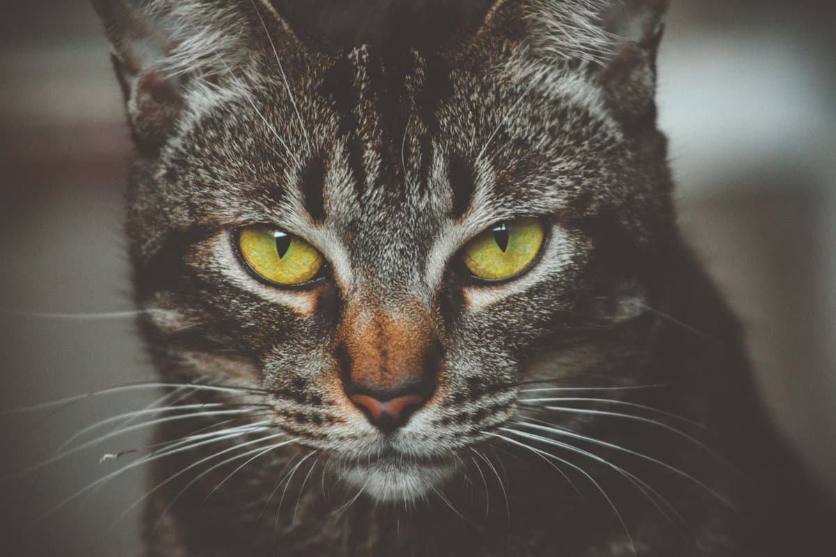 Katzenschnupfen – go4vet