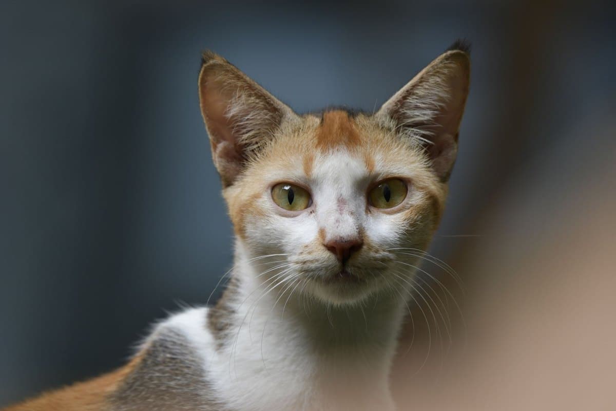 Katzenschnupfen – go4vet