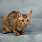 Katzenseuche
