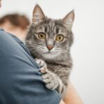 Katzenversicherung Vergleich 2026: So findest du den besten Tarif für deine Katze