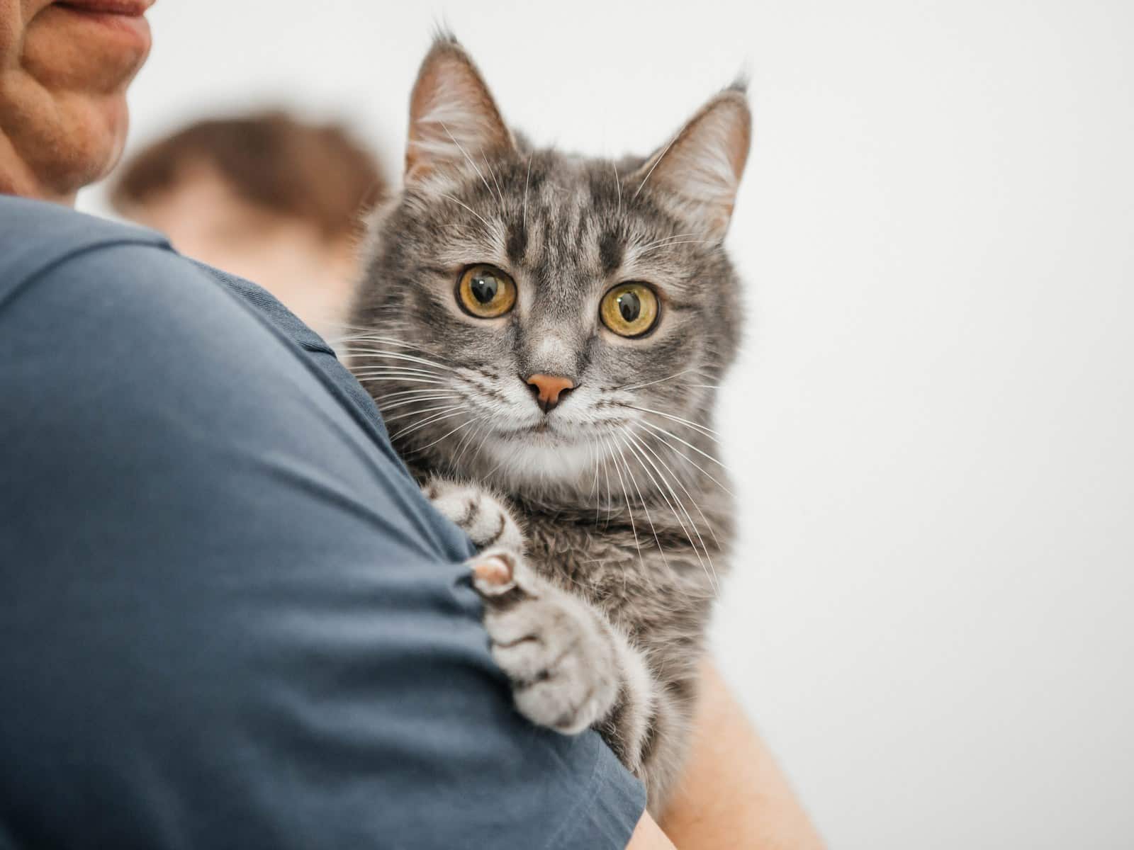 Katzenversicherung Vergleich 2026: So findest du den besten Tarif für deine Katze