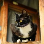 Kippfenster-Syndrom: Lebensgefahr für Katzen vermeiden