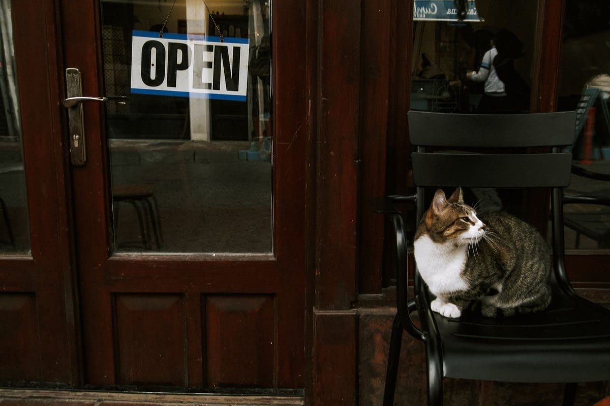 Kippfenster-Syndrom: Lebensgefahr für Katzen vermeiden – go4vet