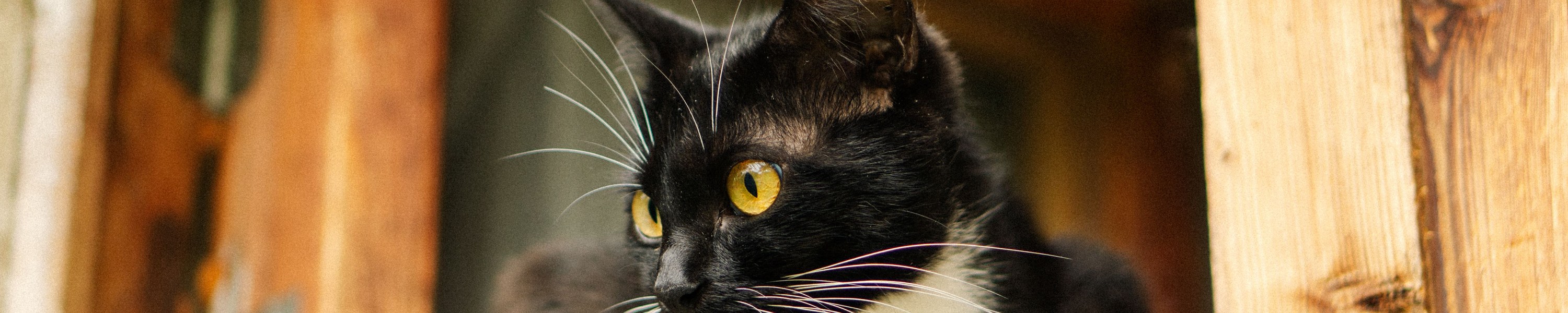 Kippfenster-Syndrom: Lebensgefahr für Katzen vermeiden