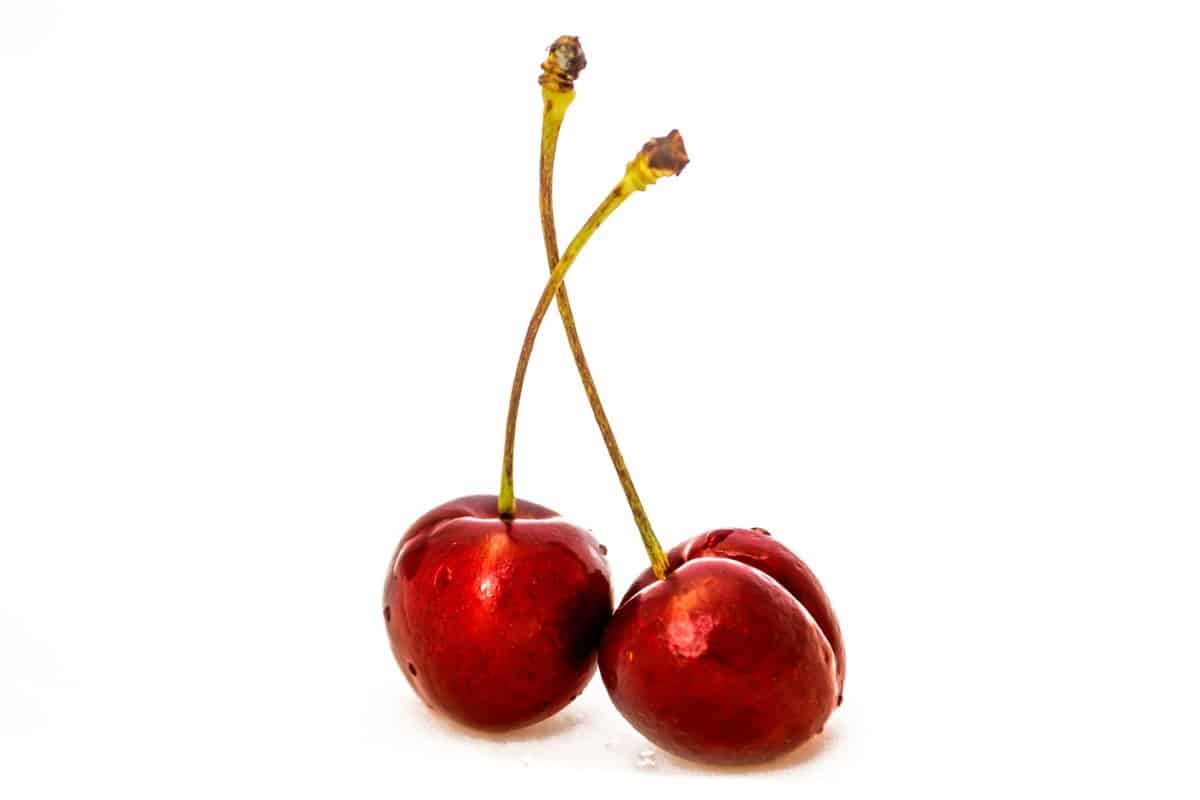 Kirschen Katze: Können Katzen Kirschen essen? – go4vet