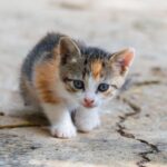 Kitten kratzt und beißt beim Spielen: So reagierst du richtig