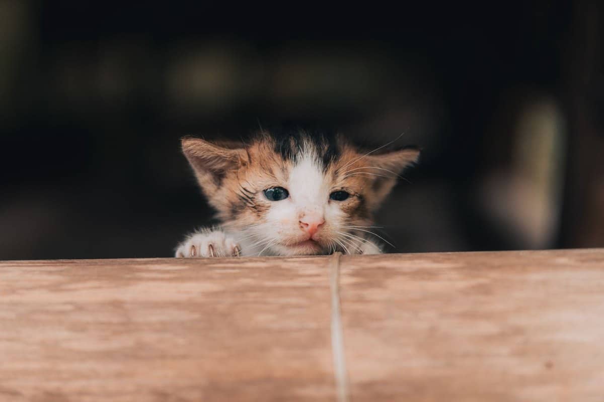 Kitten kratzt und beißt beim Spielen: So reagierst du richti – go4vet