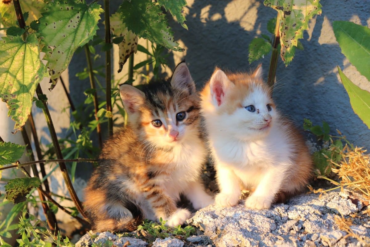 Kitten kratzt und beißt beim Spielen: So reagierst du richti – go4vet