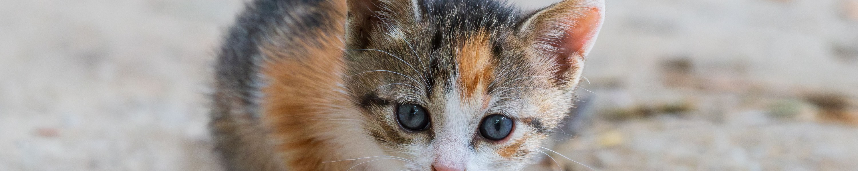 Kitten kratzt und beißt beim Spielen: So reagierst du richtig