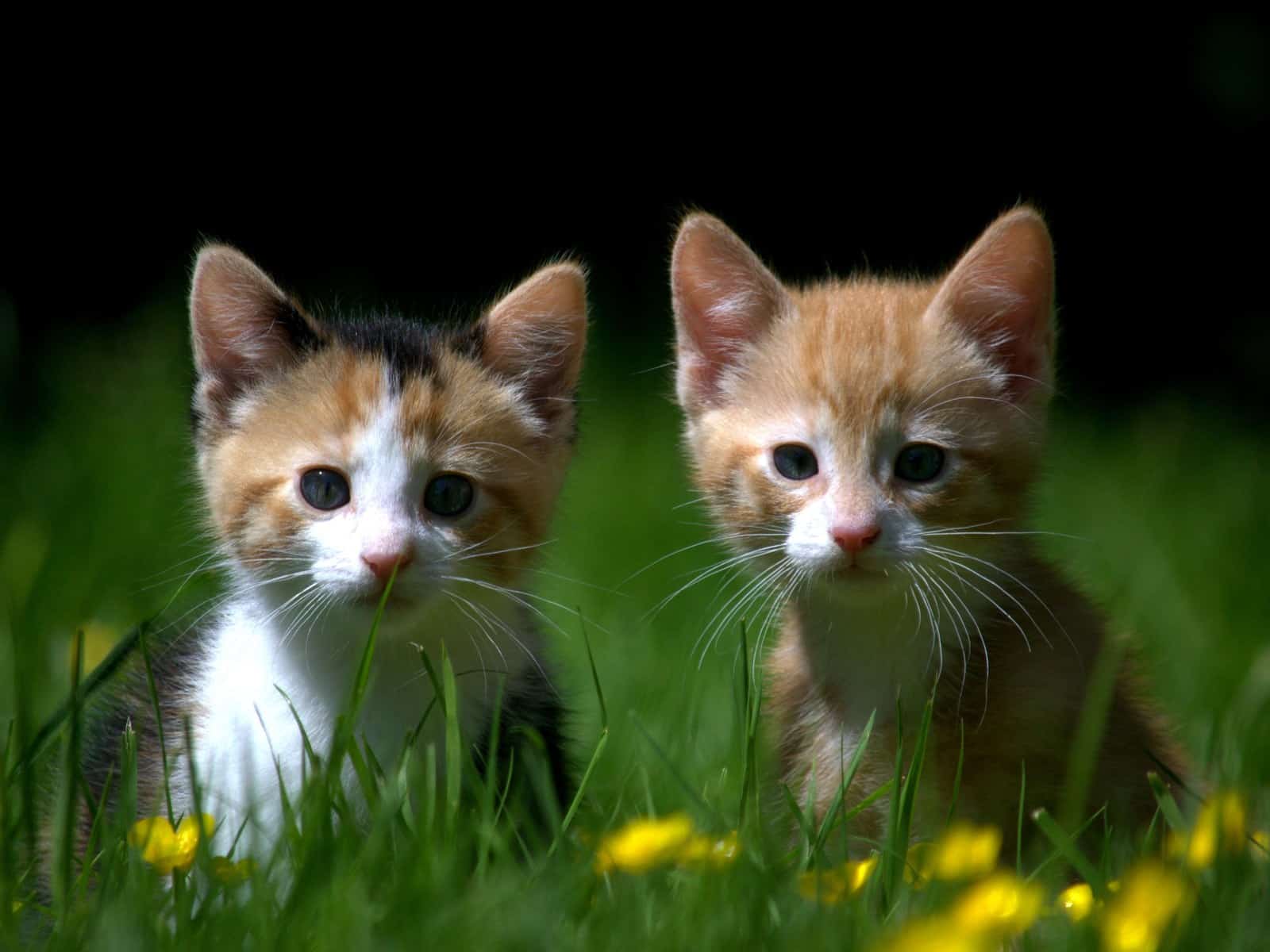 Kitten eingewöhnen: Die ersten Tage im neuen Zuhause