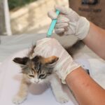 Kitten entwurmen: Wann, wie oft und mit welchem Mittel?