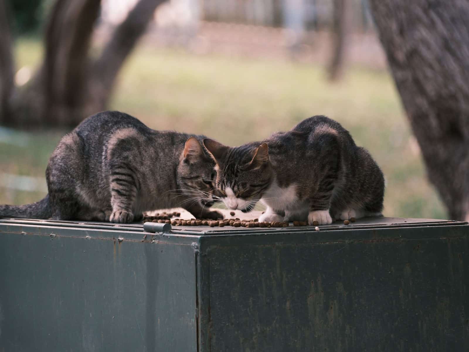 Was fressen Kitten? Der richtige Futterplan bis 12 Monate