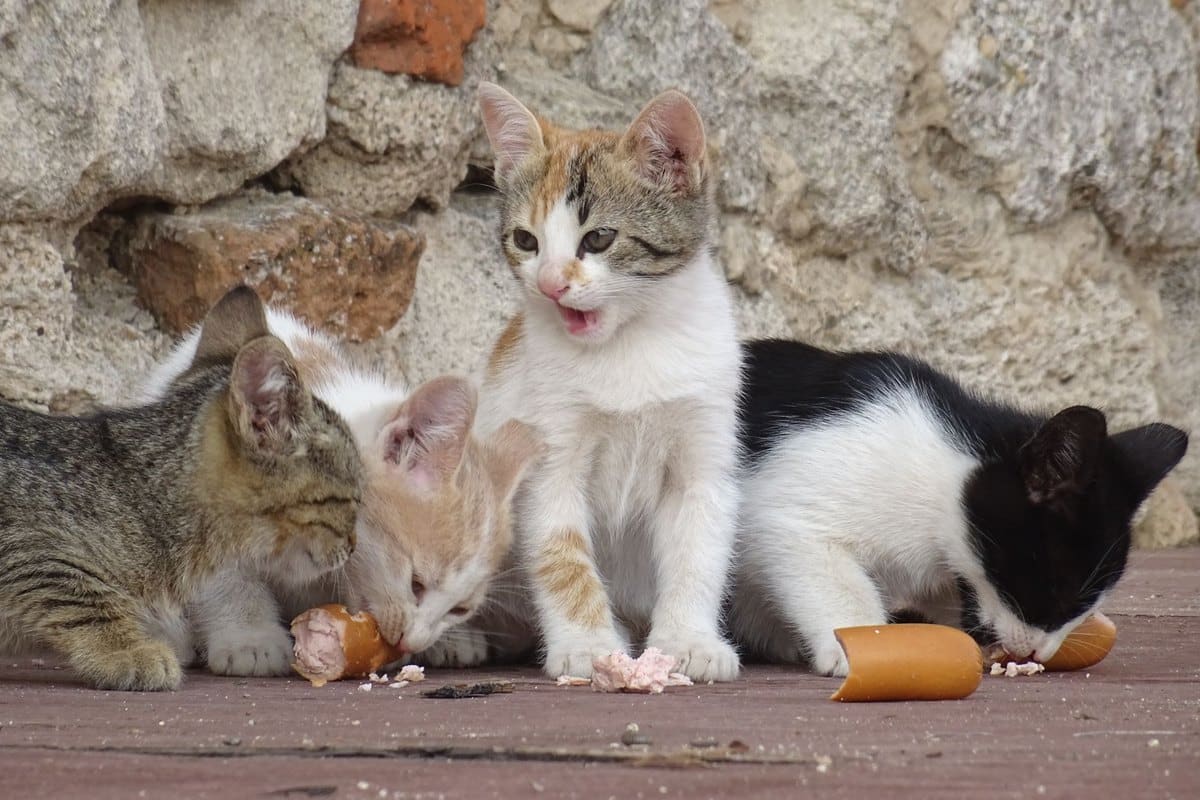 Was fressen Kitten? Der richtige Futterplan bis 12 Monate – go4vet