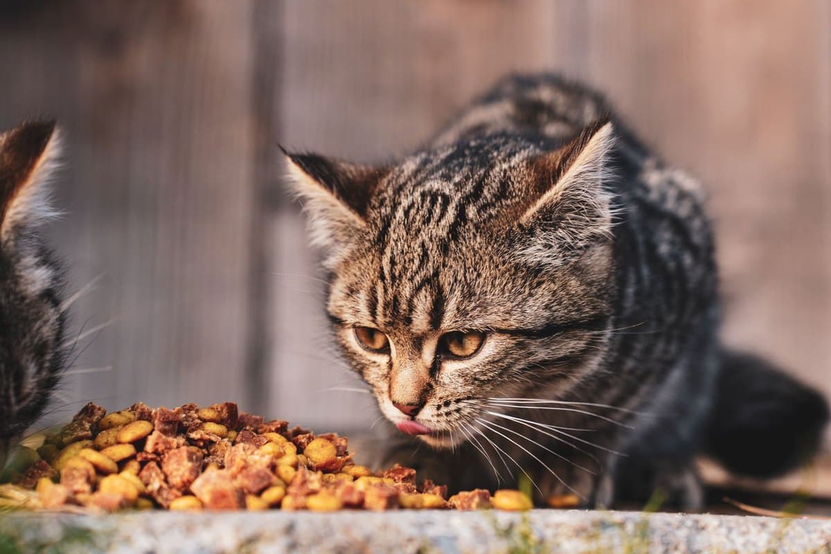 Was fressen Kitten? Der richtige Futterplan bis 12 Monate – go4vet