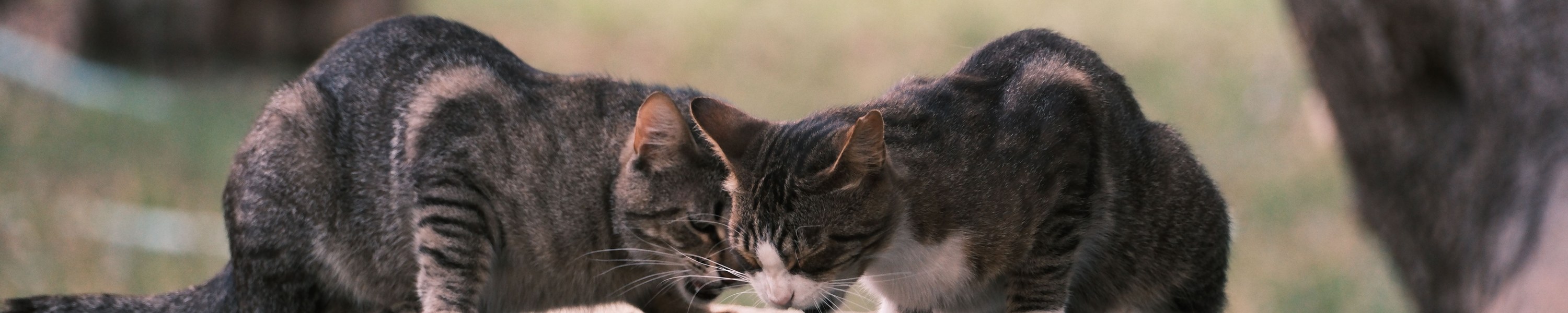 Was fressen Kitten? Der richtige Futterplan bis 12 Monate