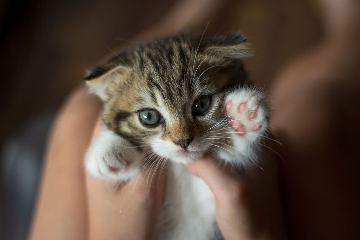 Kitten Grundausstattung, alles für die ersten Wochen – go4vet