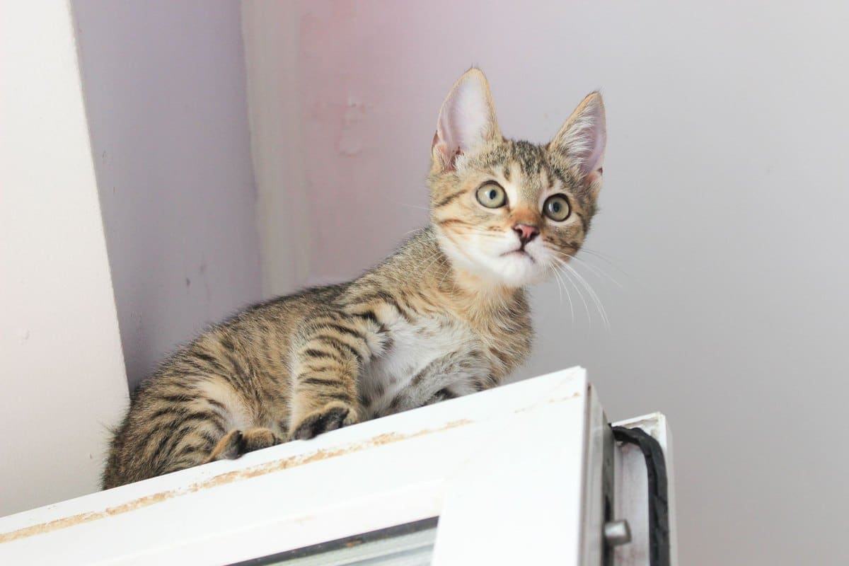 Kitten Grundausstattung, alles für die ersten Wochen – go4vet