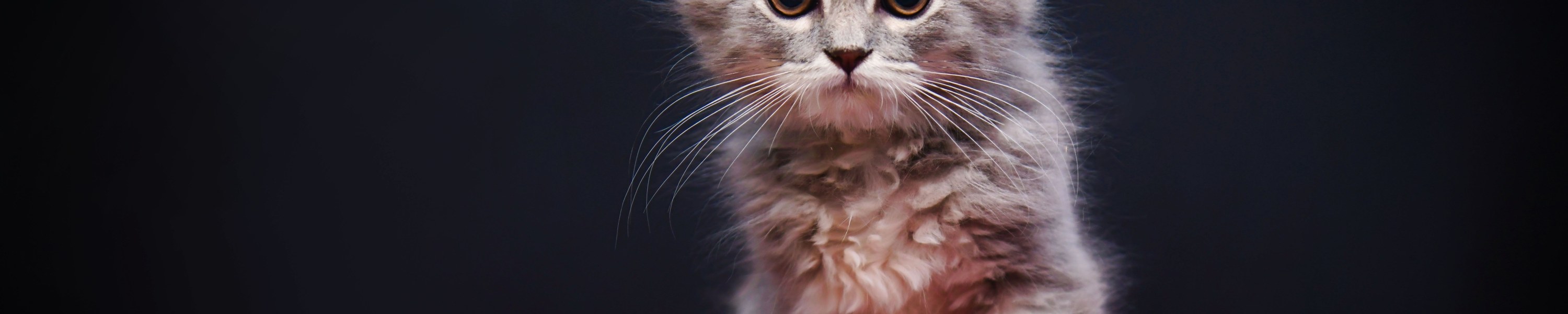 Kitten Grundausstattung, alles für die ersten Wochen