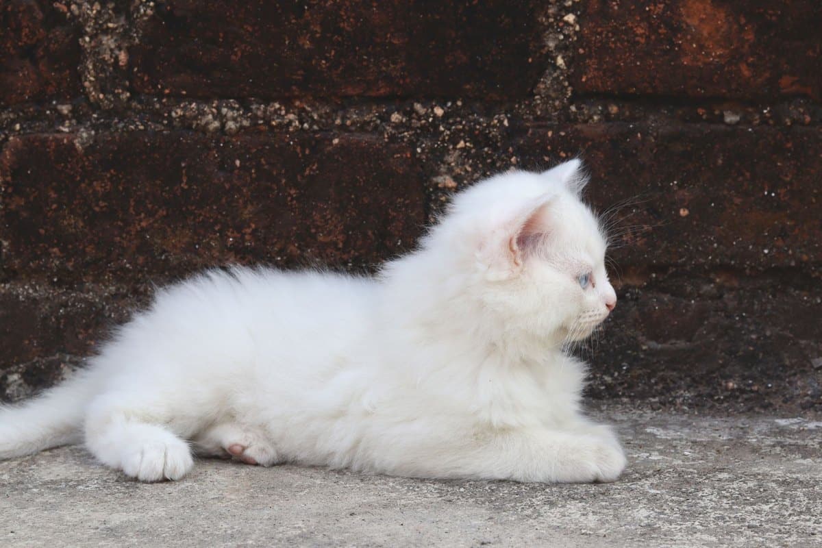 Wann Kitten kastrieren lassen? Der richtige Zeitpunkt – go4vet