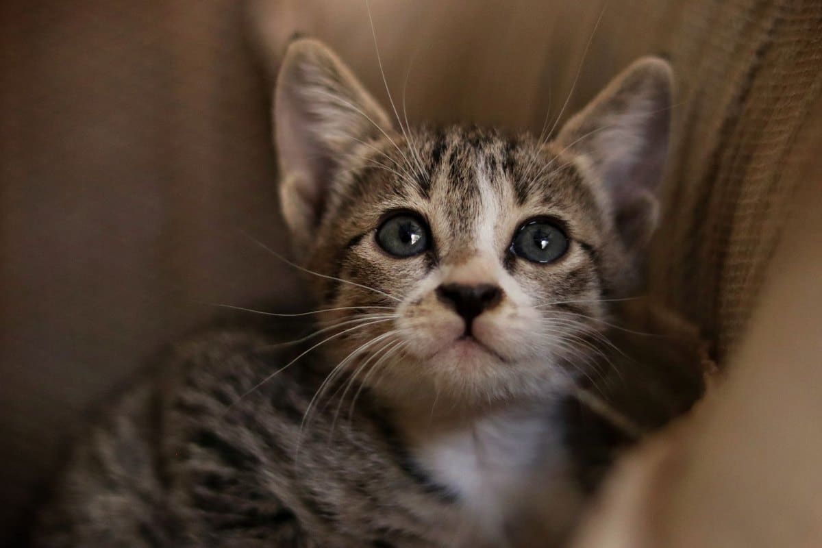 Wann Kitten kastrieren lassen? Der richtige Zeitpunkt – go4vet