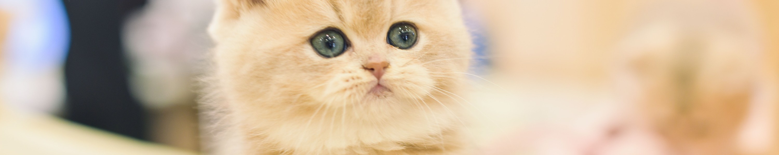 Wann Kitten kastrieren lassen? Der richtige Zeitpunkt