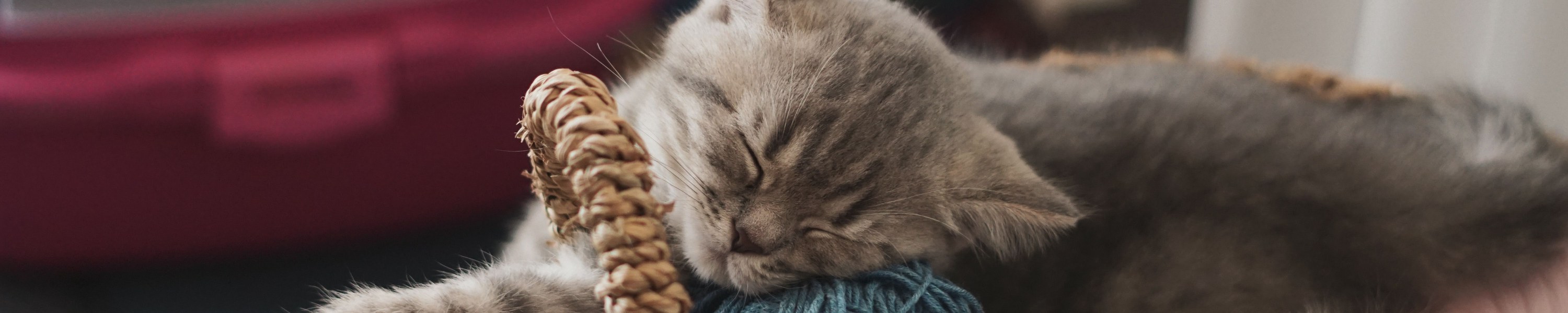 Die häufigsten Krankheiten bei Kitten und ihre Anzeichen