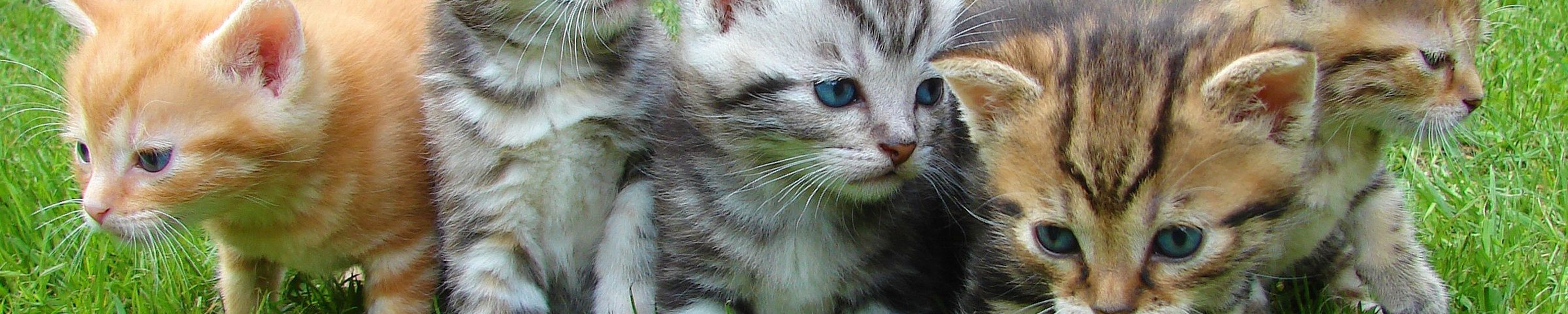 Kitten nachts schreien: Ursachen und was du tun kannst
