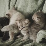 Kitten sozialisieren: Warum die ersten Wochen entscheidend sind