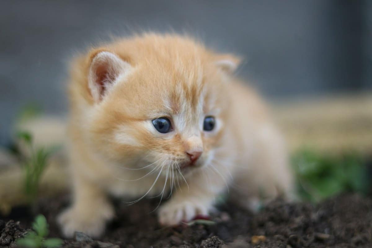 Kitten sozialisieren: Warum die ersten Wochen entscheidend s – go4vet
