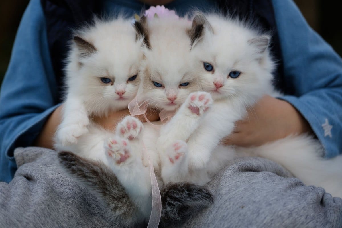 Kitten sozialisieren: Warum die ersten Wochen entscheidend s – go4vet
