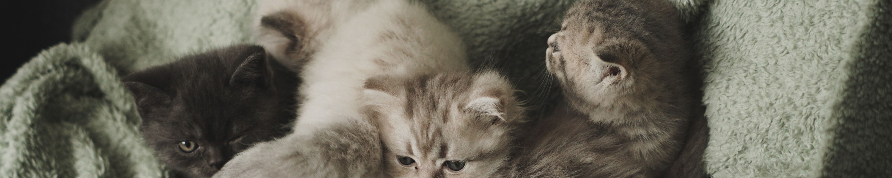 Kitten sozialisieren: Warum die ersten Wochen entscheidend sind