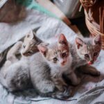 Kitten stubenrein bekommen: Katzenklo-Training leicht gemacht