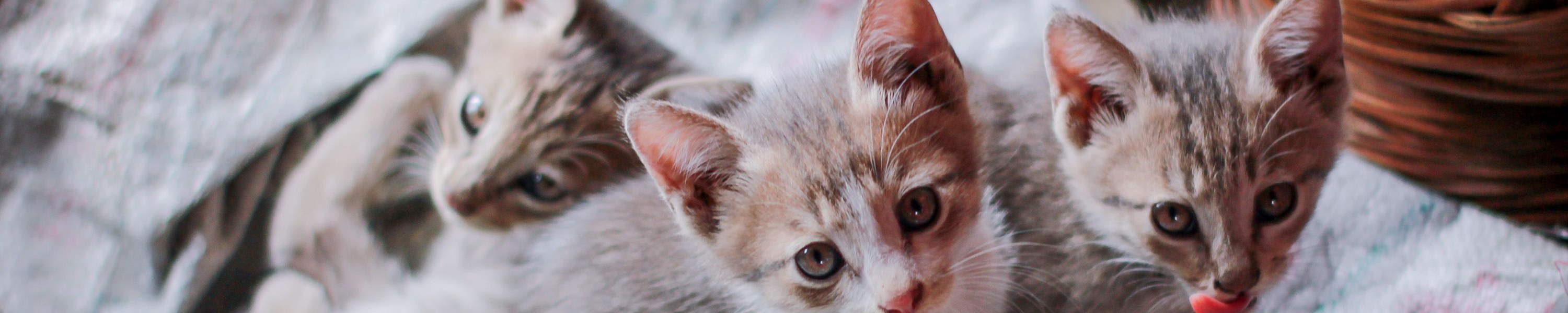Kitten stubenrein bekommen: Katzenklo-Training leicht gemacht