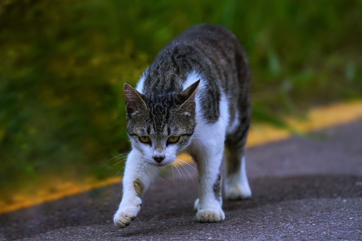 Kitten und ältere Katze zusammenführen: So klappt es – go4vet