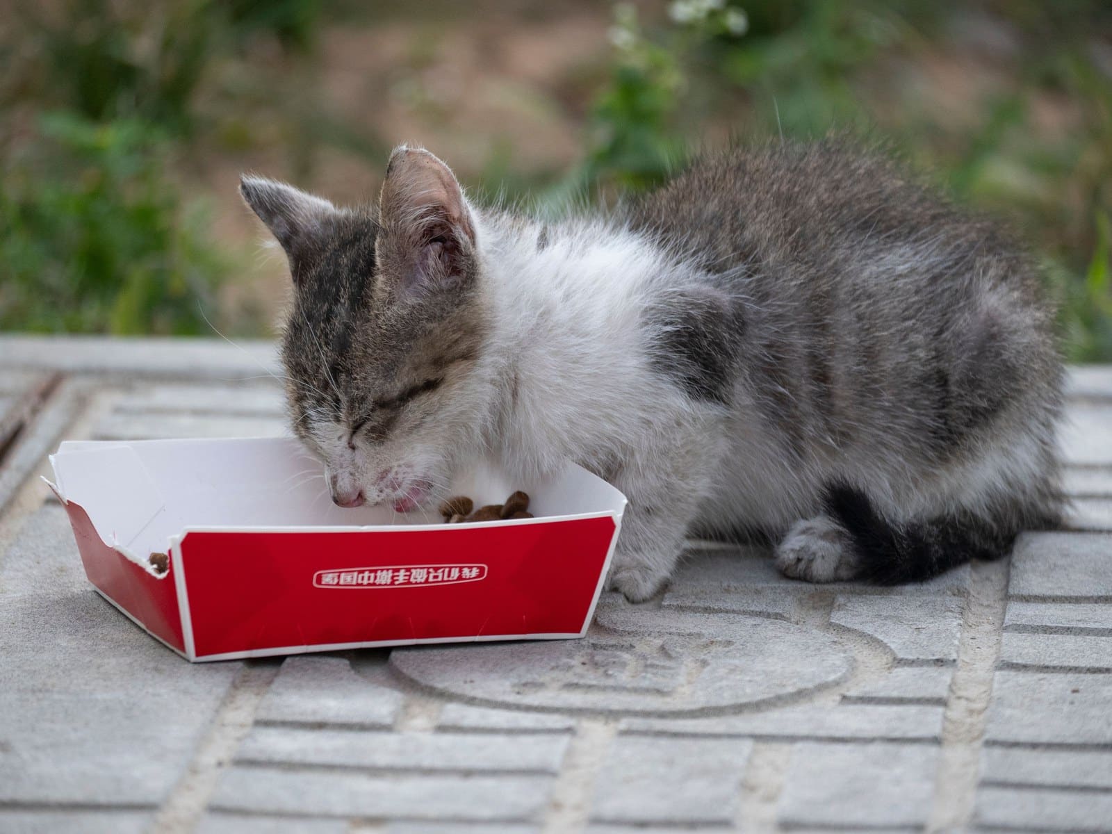 Kittenfutter: Die richtige Ernährung im ersten Lebensjahr