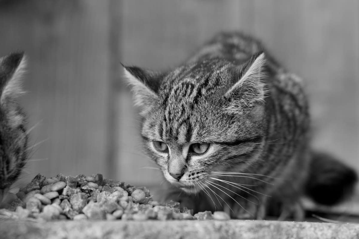 Kittenfutter: Die richtige Ernährung im ersten Lebensjahr – go4vet