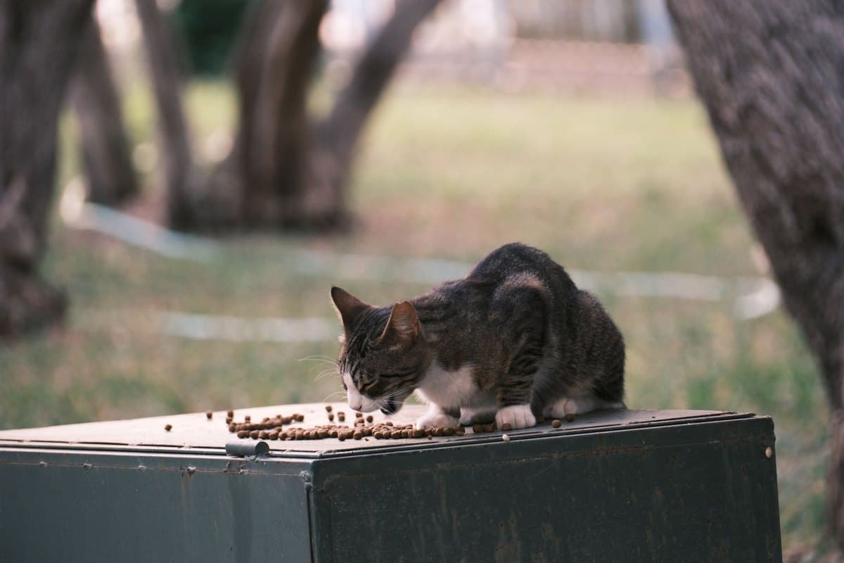 Kittenfutter: Die richtige Ernährung im ersten Lebensjahr – go4vet