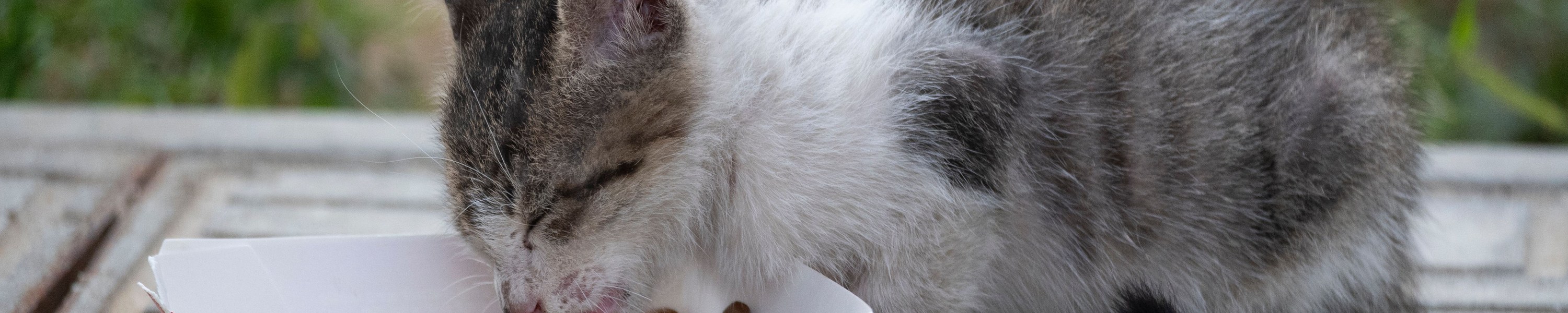 Kittenfutter: Die richtige Ernährung im ersten Lebensjahr