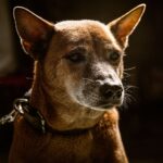 Kleiner Münsterländer