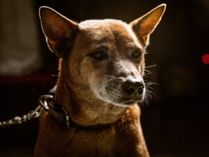 Kleiner Münsterländer