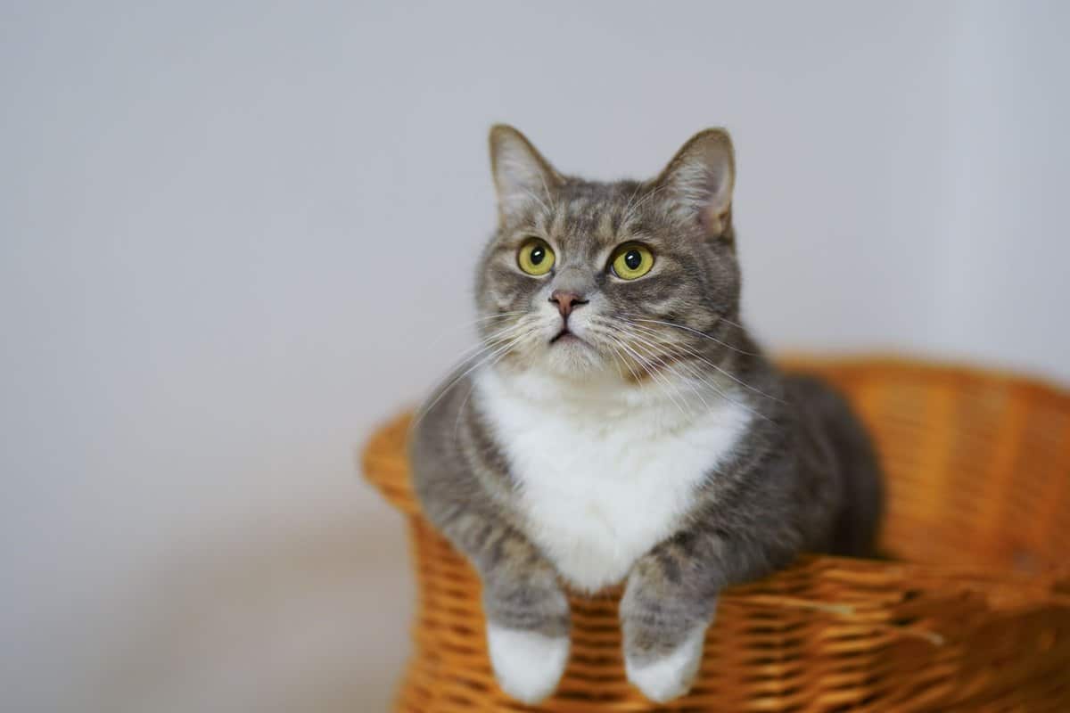 Kleintierbestattung – go4vet