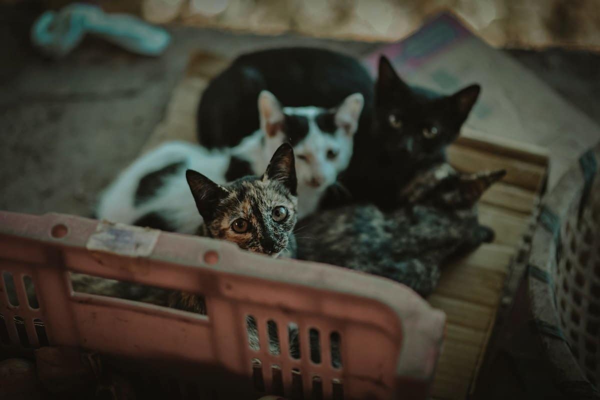 Kleintierbestattung – go4vet